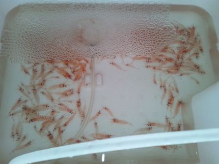 活き桜海老
