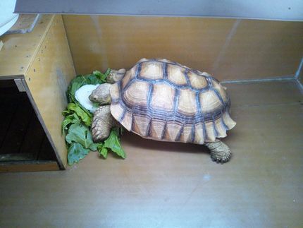 大きくなりました