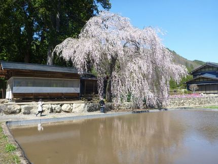 朝日村青屋の枝垂桜