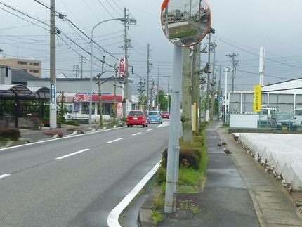 カルガモの散歩？