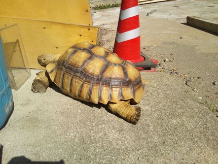 日向ぼっこ