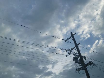 沢山のムクドリが電線に