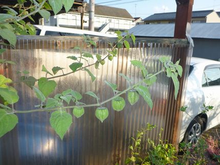 食用鬼灯が又開花、結実