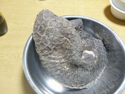 ハチノス、トリッパ