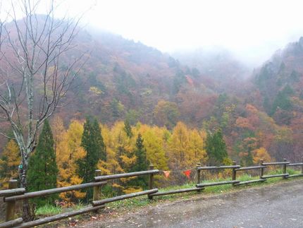 折角の紅葉、雨では美しさが半減...