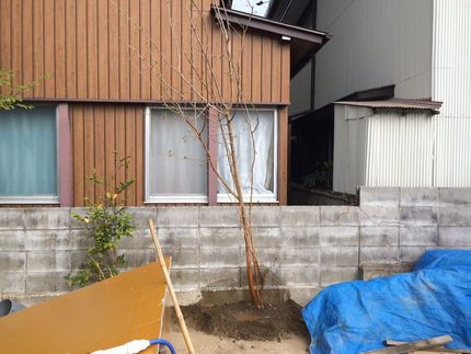 近所の水路に生えていたもの