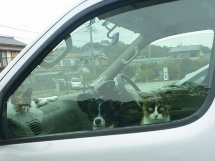 ガラスで観辛いですポチッとする...