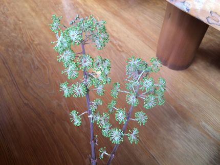 ウドの花、まだ蕾