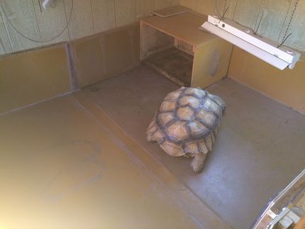 リクガメ室内飼育