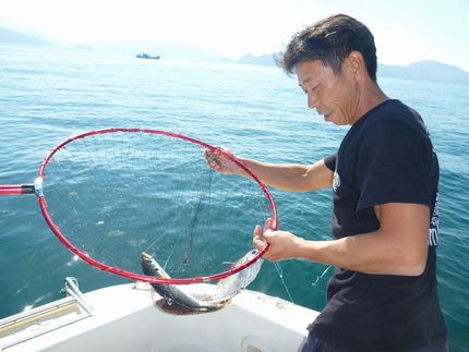 30ｃｍオーバーの鯵を釣上げご...