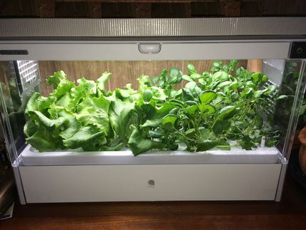Green Farm 収穫