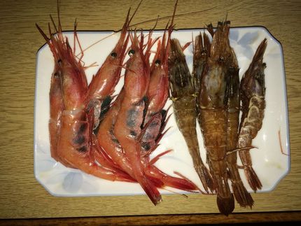 右が甘海老、左がガス海老、甘海...
