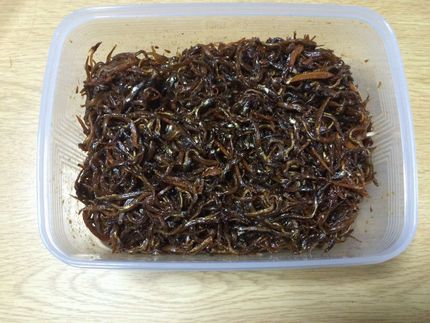 イカナゴ　くぎ煮