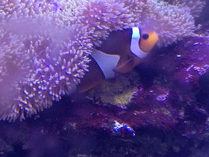 カクレクマノミの産卵