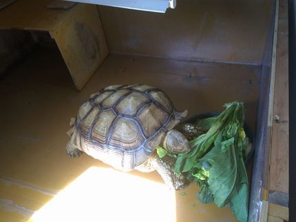 ストレス溜まるだろうなぁ～