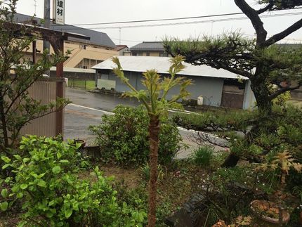 すっかり開いてしまったタラの芽