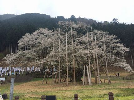 国指定天然記念物　根尾谷薄墨桜