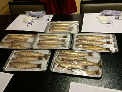 沢山の天然岩魚