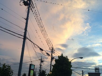 奥の電線にも沢山の鳥が