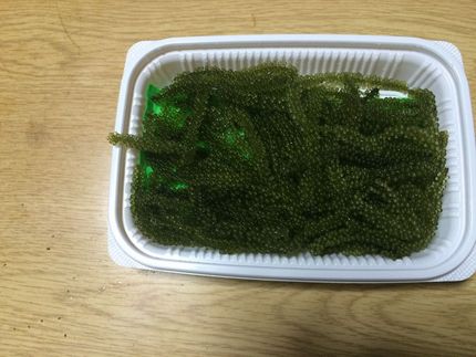 海ブドウ