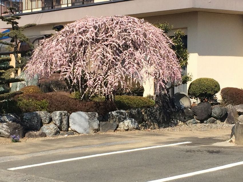 枝垂れ梅