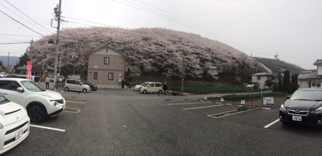 山いっぱいの桜