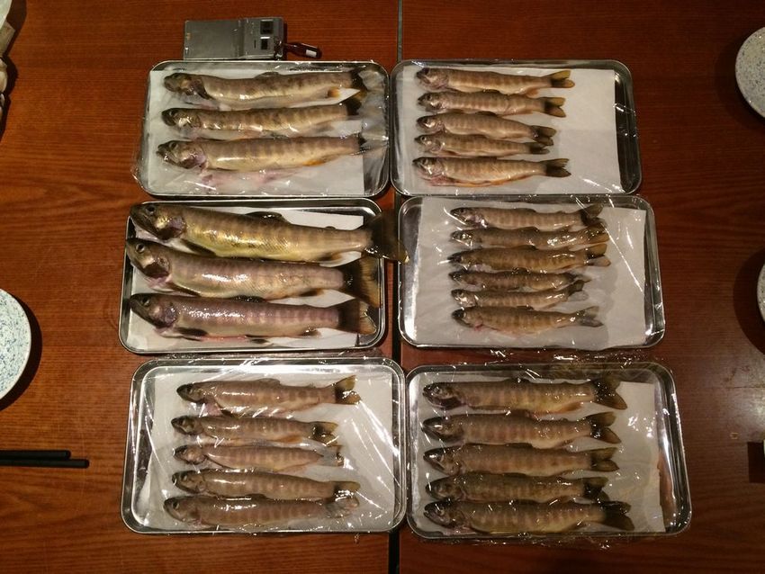 昨日は岩魚が大漁