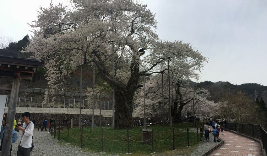 荘川桜