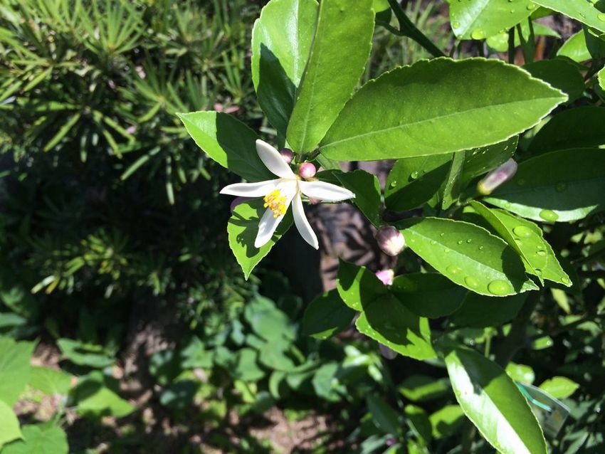レモンの花