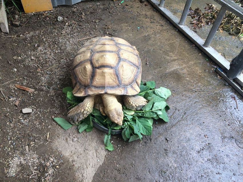 食欲旺盛