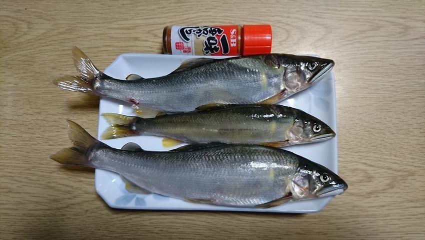 大きな天然鮎