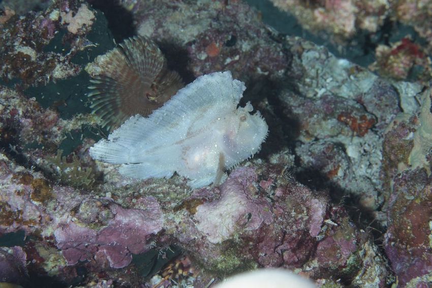 ハダカハオコゼ