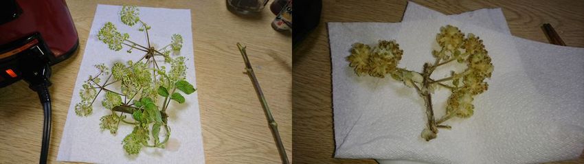 独活の花の天麩羅