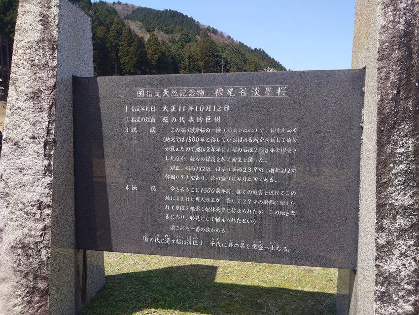 国指定天然記念物　根尾谷　薄墨...