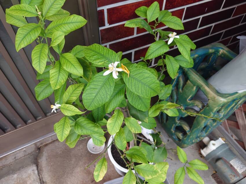 レモンの花