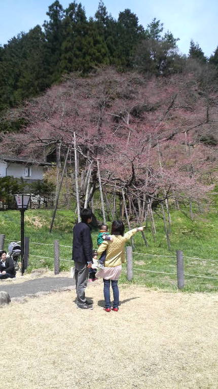 臥龍桜...