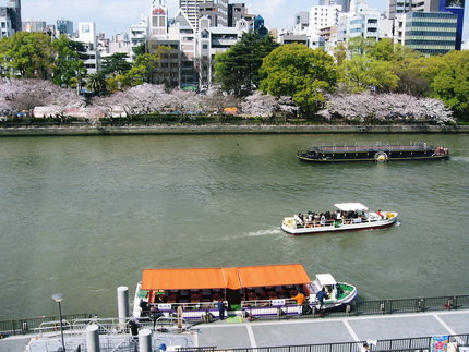 大川沿い　『南天満公園の桜』