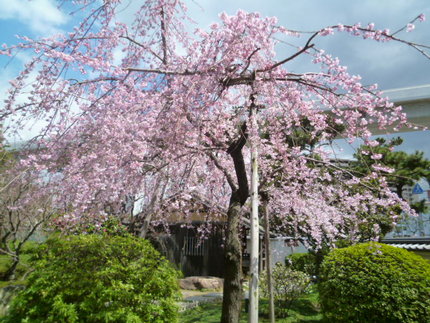 菊正宗は桜が満開