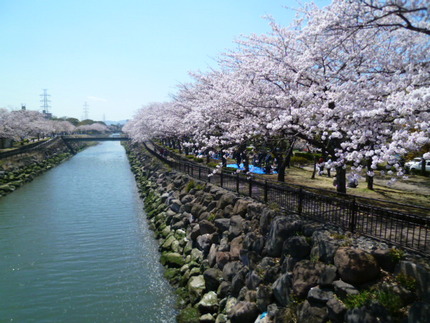 大分市平和市民公園の桜