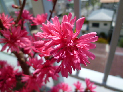 菊桃