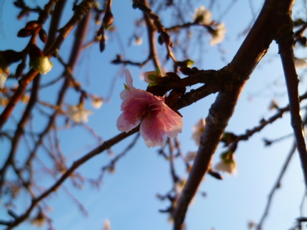 桜の花が・・・？