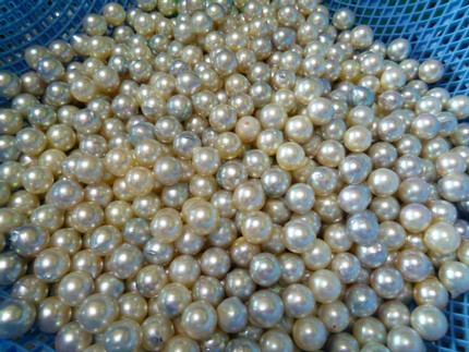 真珠加工が最盛期に入りました.. - 神戸角打ち学会（至福の立ち呑み） - Bloguru
