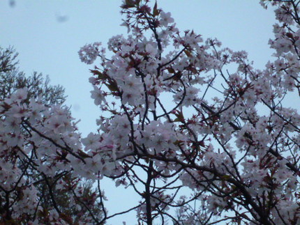 泉酒造の桜　散り始め