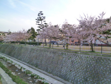 石屋川公園　名残の桜