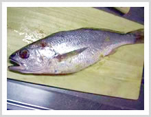 こんな姿の魚です。(グチに似て...