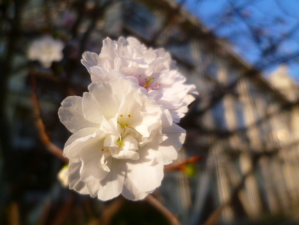 十月桜？冬桜？　いま満開です！