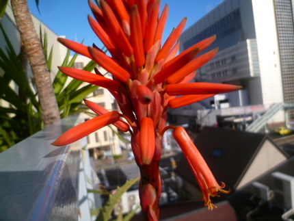 観測５７日目、昨日の開花状態で...