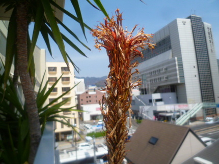 今日のアロエの花（156日目）...