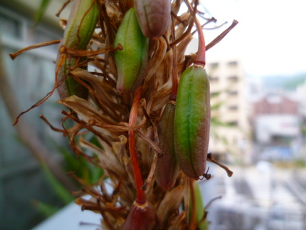 アロエに実が成った！