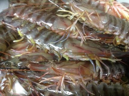さかなの魚！